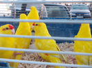 DSCN0085