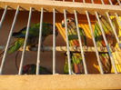 DSCN0107