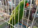 DSCN0136