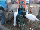 DSCN0137