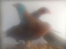 DSCN0220
