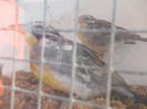DSCN0221
