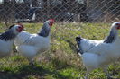 sussex (27)