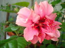 DSC09919