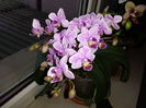 34 Orhidee Phalaenopsis