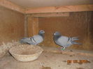 b4-meulemans ianssen+verbart 46 meulemans