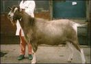 Toggenburg-II-