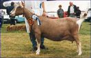 Toggenburg 1