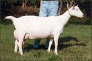 Togg 5--9,9 Kg