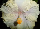 SAM_3206