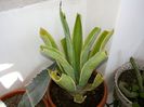 10 Agave desmettiana variegata