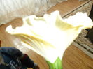 SAM_3153