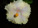SAM_3171