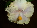 SAM_3175