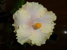 SAM_3184