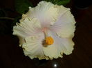 SAM_3188
