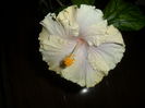 SAM_3202