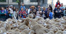 Tot prin Madrid cu oile