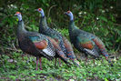 ocellated-turkey-flock-Lynn-McBride