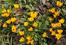 crocus crysanthus dorothy