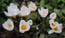 crocus chrysanthus ard schenk