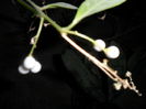 seminte cestrum nocturnum