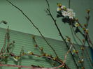 DSCN0038