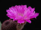 DSC07540