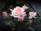 DSC06681