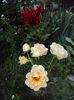 DSC09287