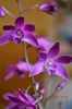 Dendr. Berry Oda-mov