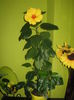 Picture My plants 2394