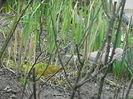 DSCN9394