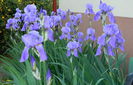 iris parfumat