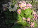 DSCN0377