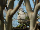 DSCN0454