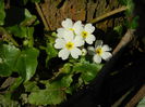 DSCN0501