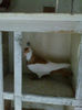 96965245_SJJGFVJ