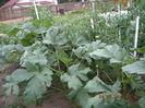 Planta bame uriase