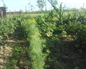 marar