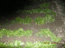 DSCN6681