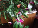 Picture 5534