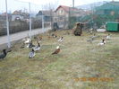 Noul Loc Al Ratelor  480-Mp