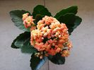 175 Kalanchoe blossfeldiana