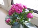 181 Kalanchoe blossfeldiana