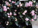 azalee mare roz cu margini albe 20lei