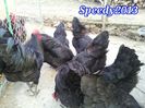 20150314_Australorp. 2014