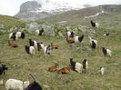 Alpine si Walliser- in munte