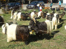 Walliser si Alpine deosebite