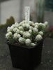 Mammillaria gracilis - 12lei